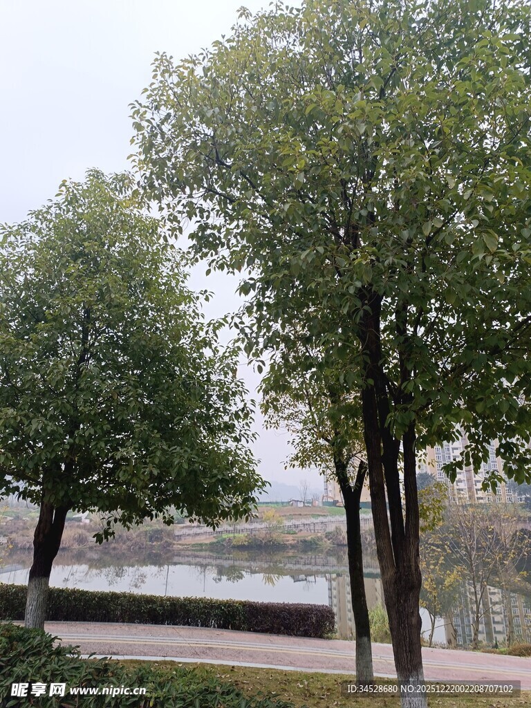 湖畔绿树成荫风景如画