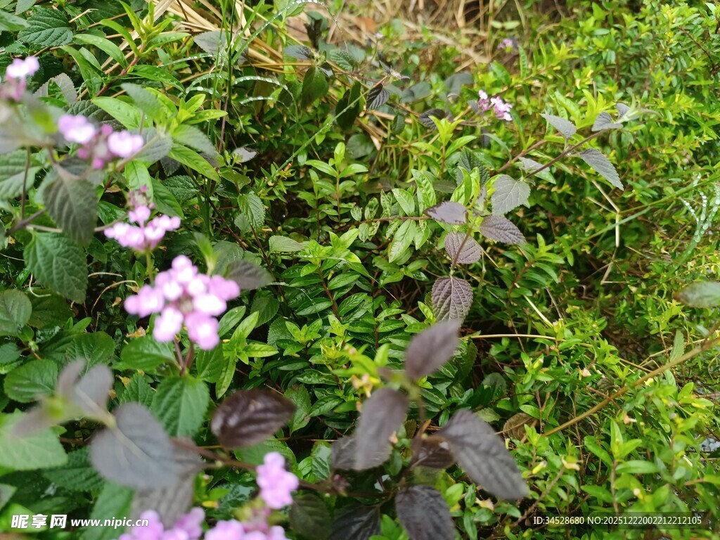 草丛中的紫色小花
