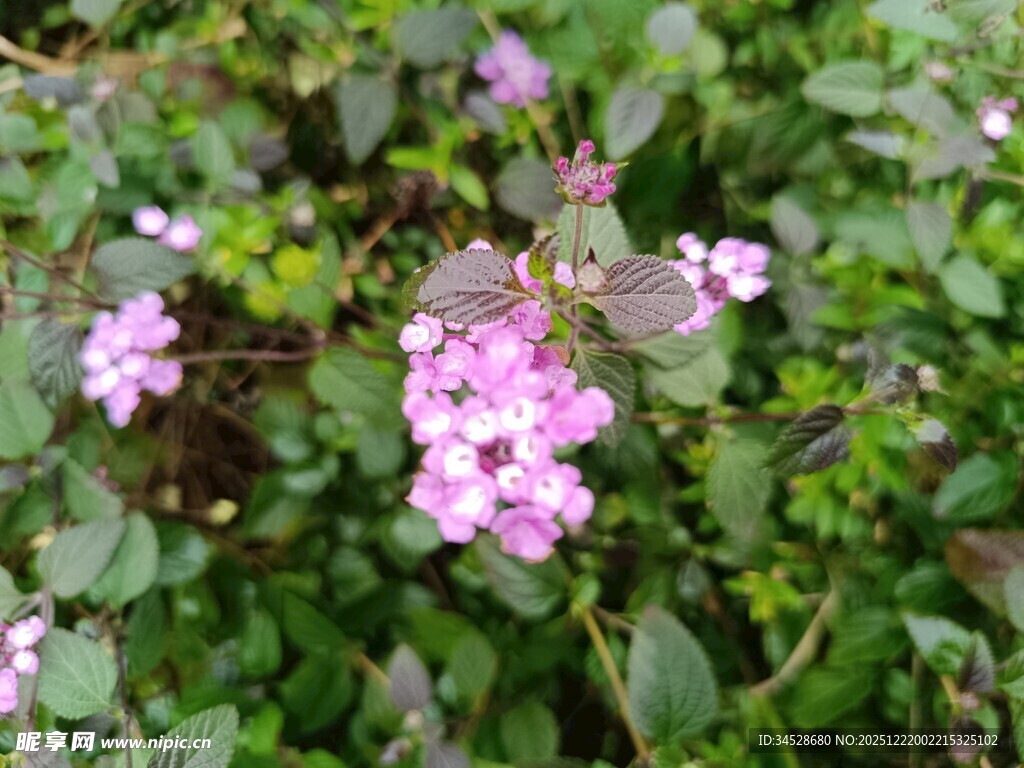粉色小花绽放绿叶间