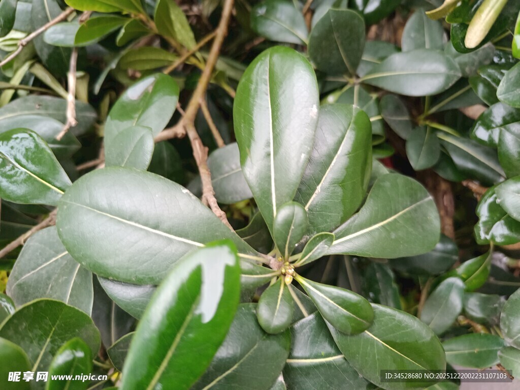 翠绿海桐枝叶特写