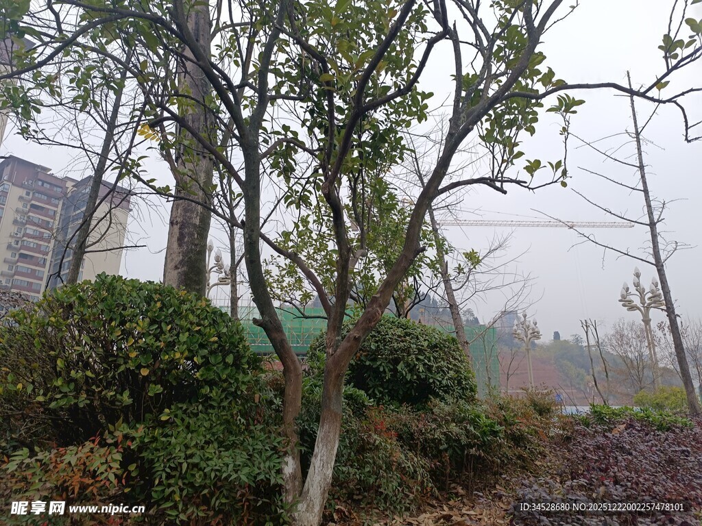 雾中树木与绿植景观