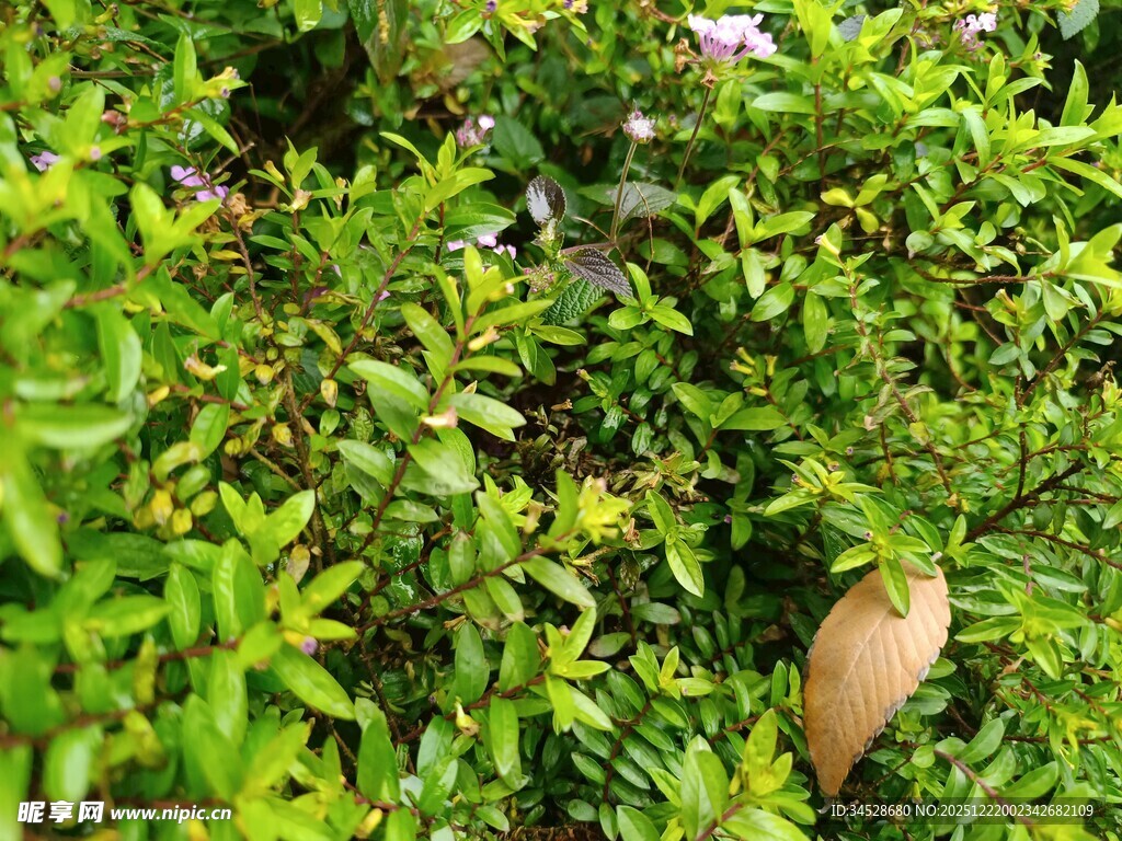 绿叶丛中的棕褐色果实