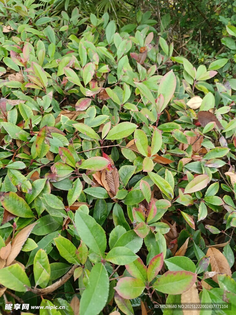 绿叶与红叶交织的植物景观