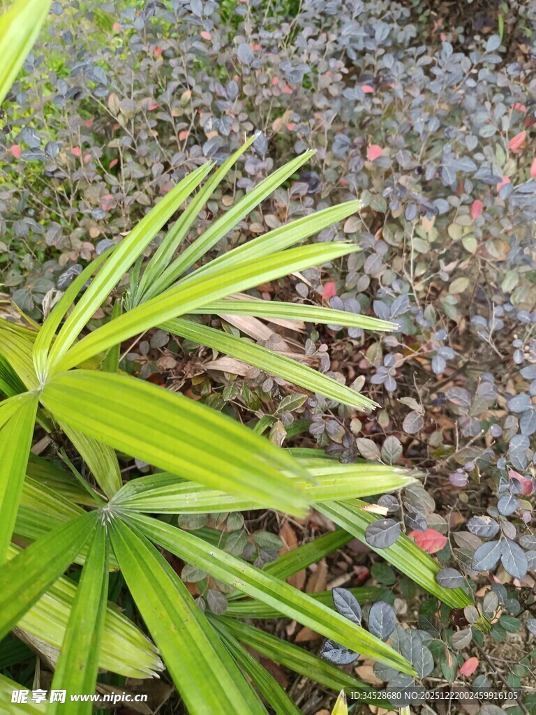 翠绿棕竹与周边植物景观