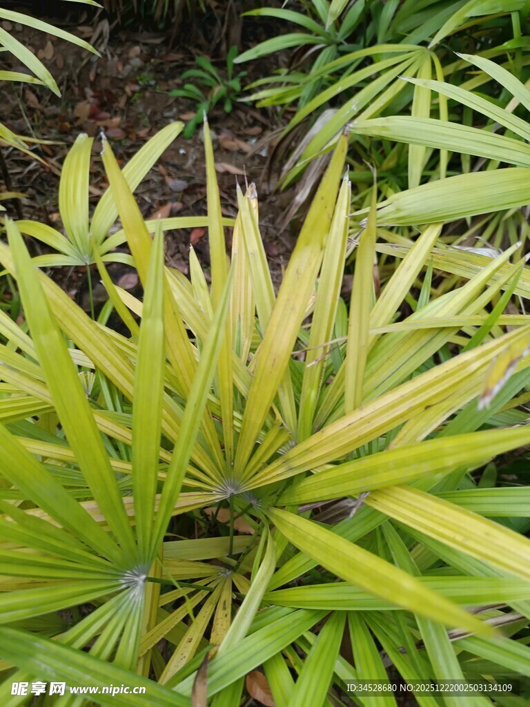 翠绿蒲葵叶片特写