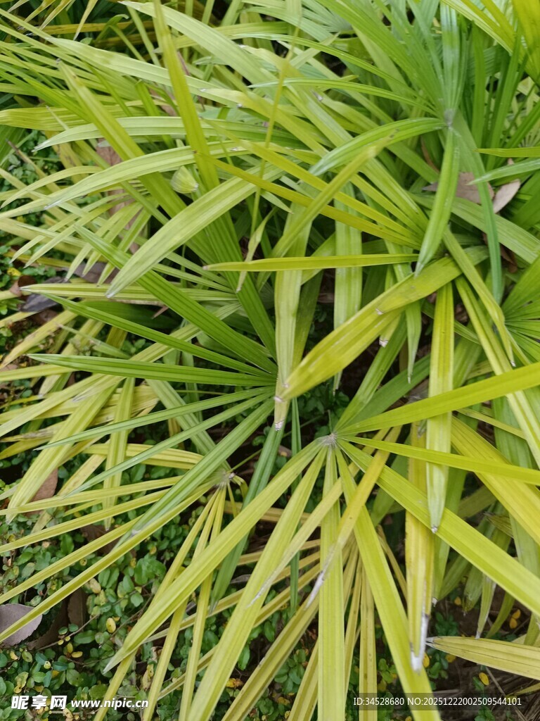 翠绿细长叶片的丛生植物