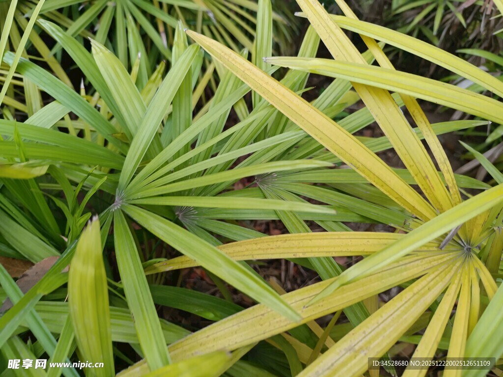 黄绿相间的独特叶片植物