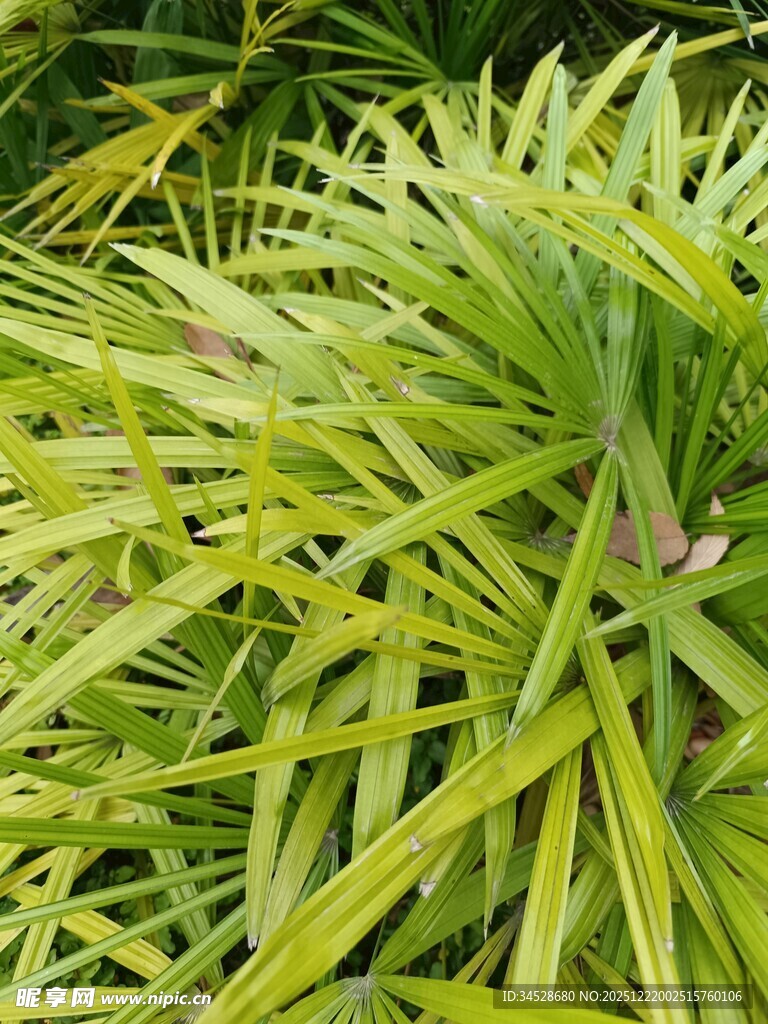 翠绿细长叶片植物特写