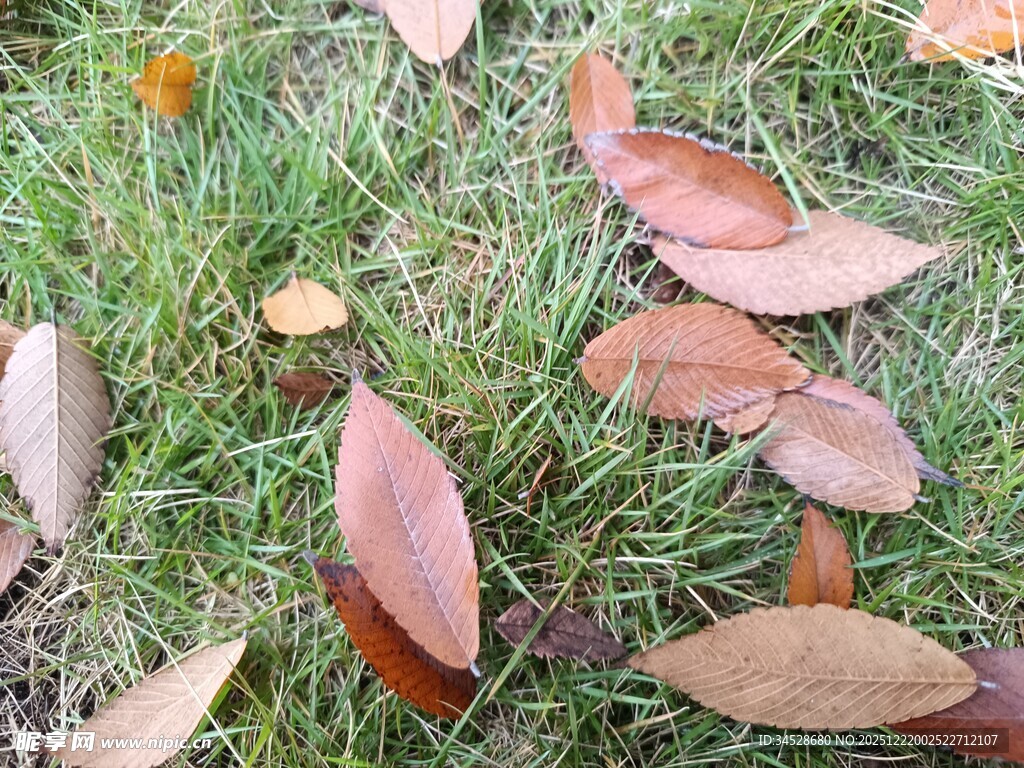 草地上的多彩落叶