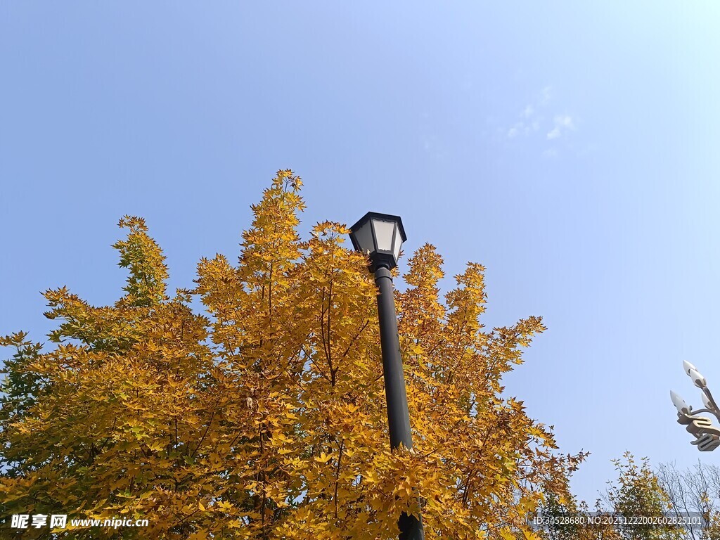秋日路灯下的金黄树叶