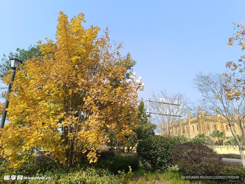 秋日金黄树木景致