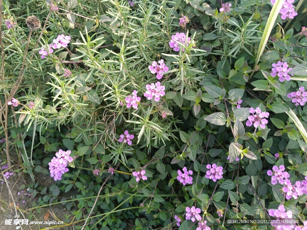 繁茂紫花植物景观