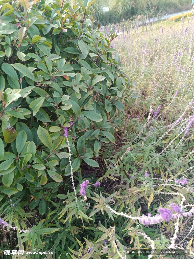 野外繁茂绿植与紫色小花