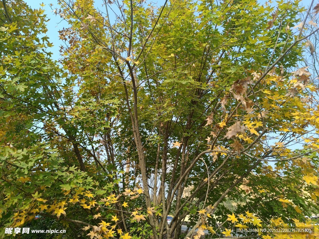 秋日繁茂树木景观