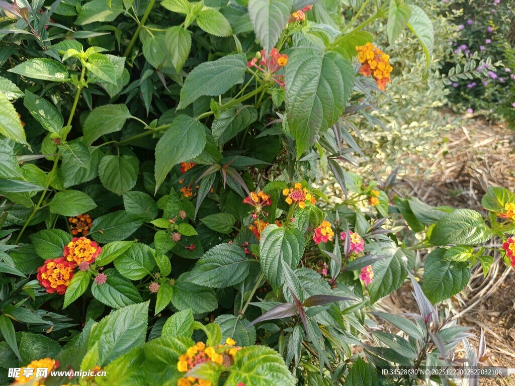 绿叶间绽放的绚烂小花