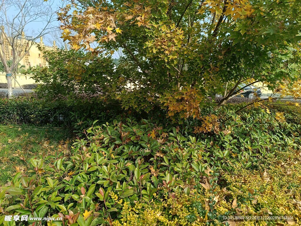 秋日繁茂绿植与树木景观