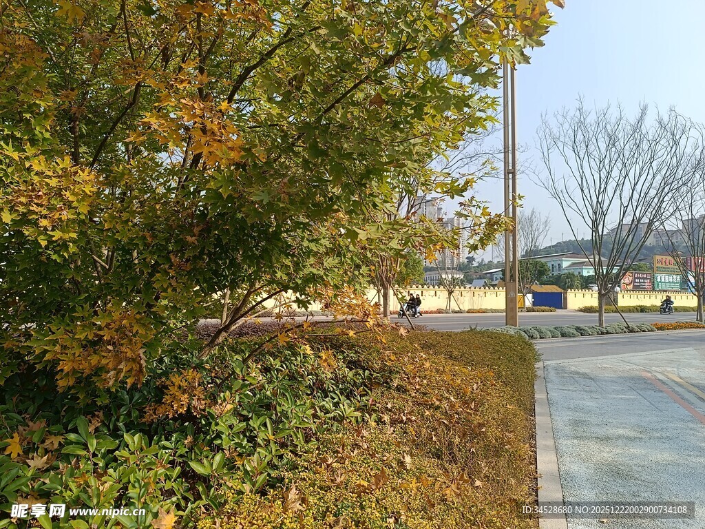 秋日路边树木景致