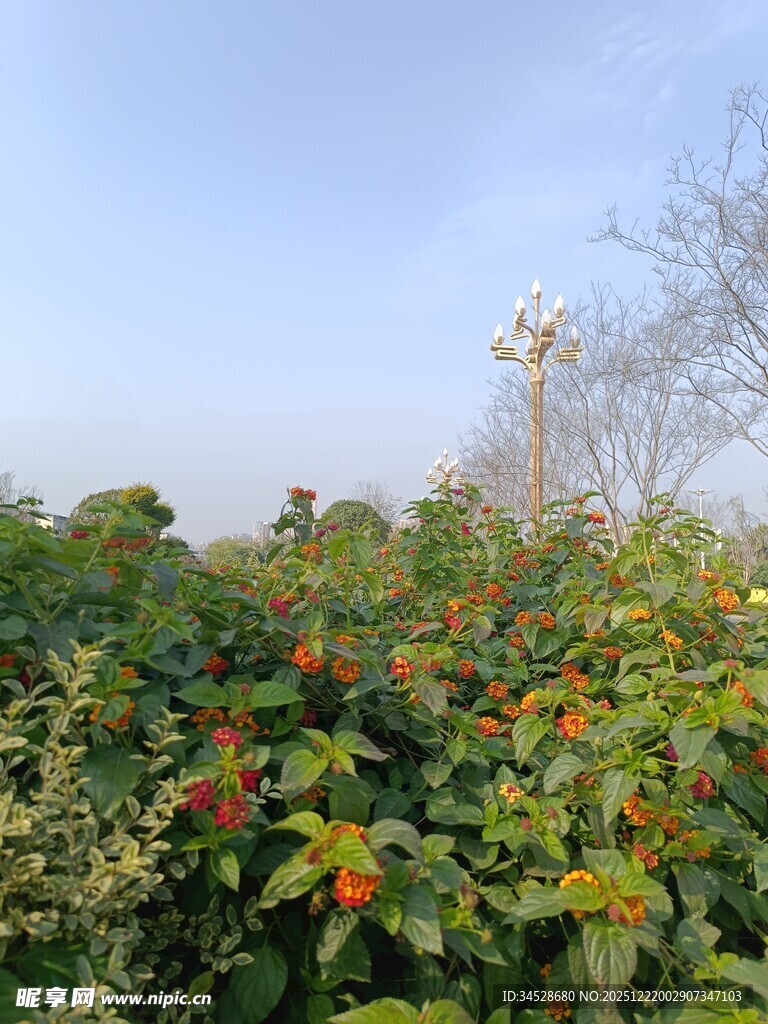 绿叶间的鲜艳花朵