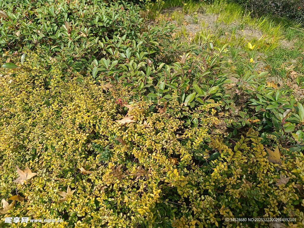 翠绿繁茂的地面植物景观