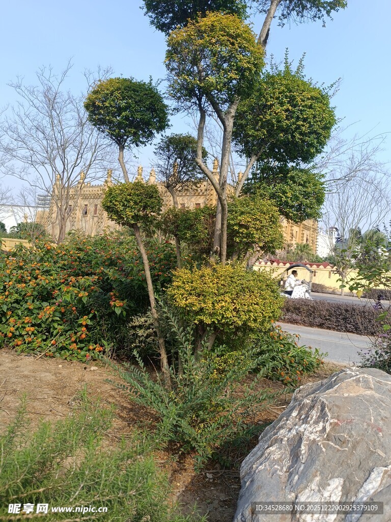 园林景观中的绿植与奇石