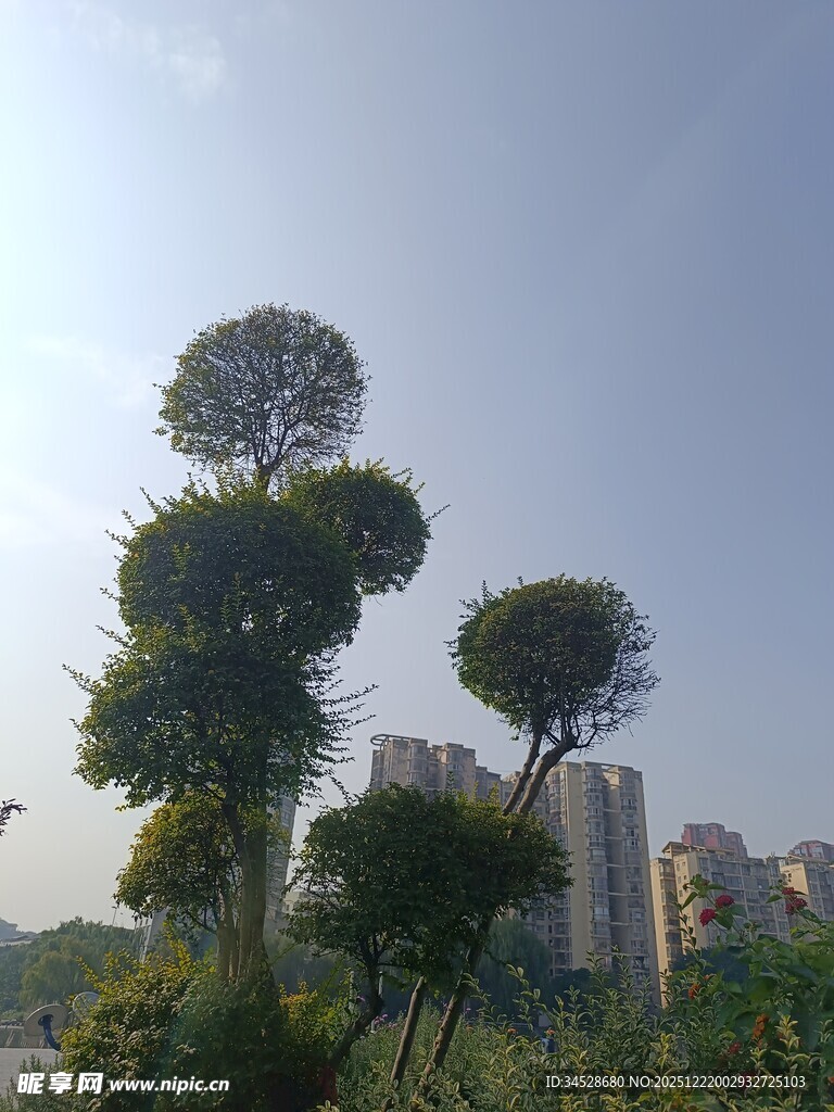 造型独特的空中树木景观
