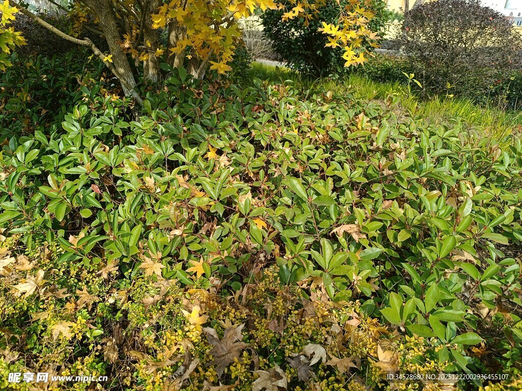 野外繁茂绿植景观