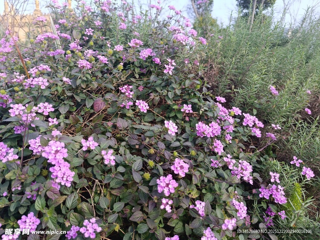 粉色花丛绽放生机