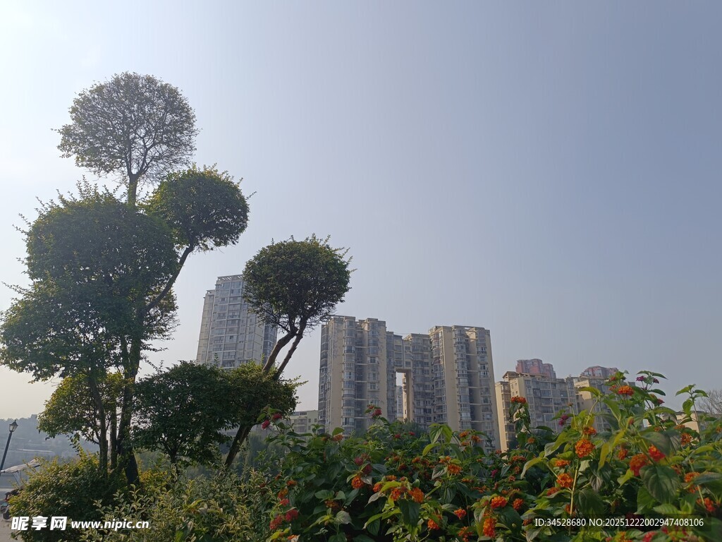 城市中造型独特的树木景观