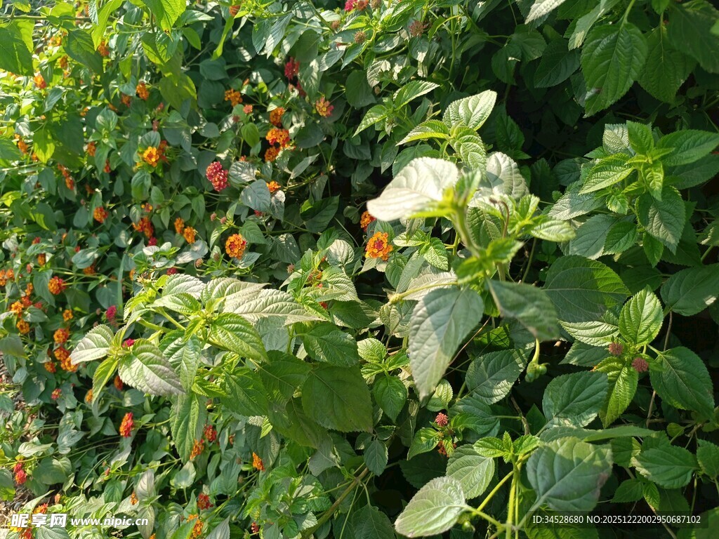 绿叶间的鲜艳果实