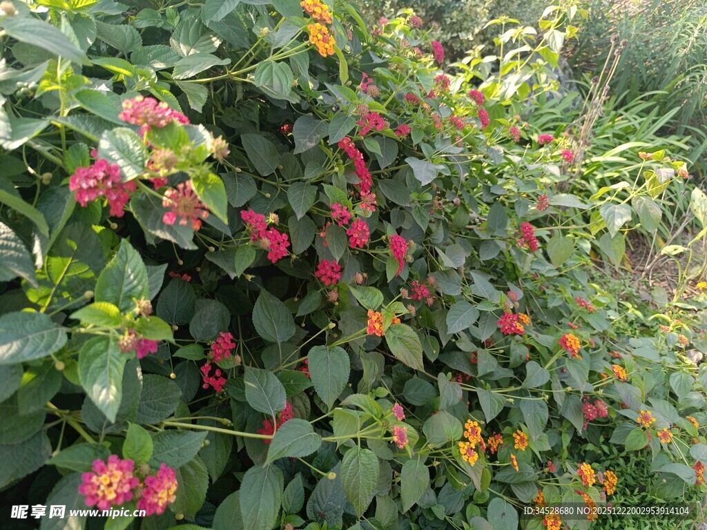 多彩花卉繁茂生长