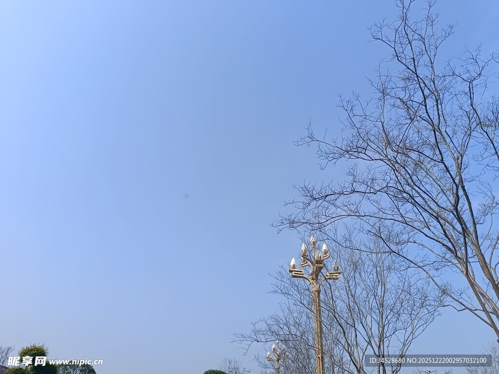 蓝天映衬下的树木