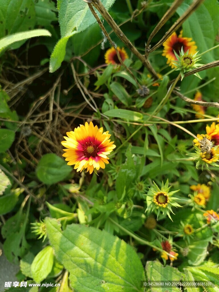 艳丽菊科花卉绽放绿叶间