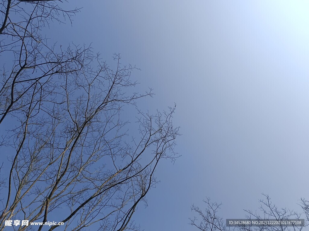 蓝天枯枝景象