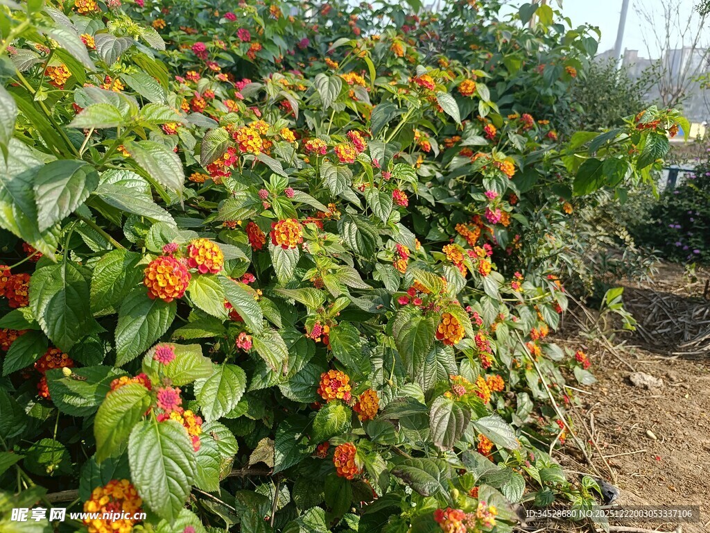 橙花绿叶的繁茂植物景观