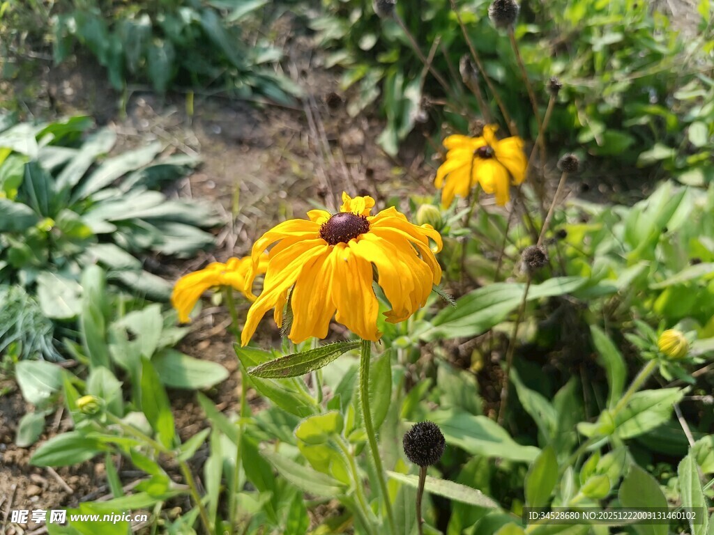 花园中的美丽黄色花朵