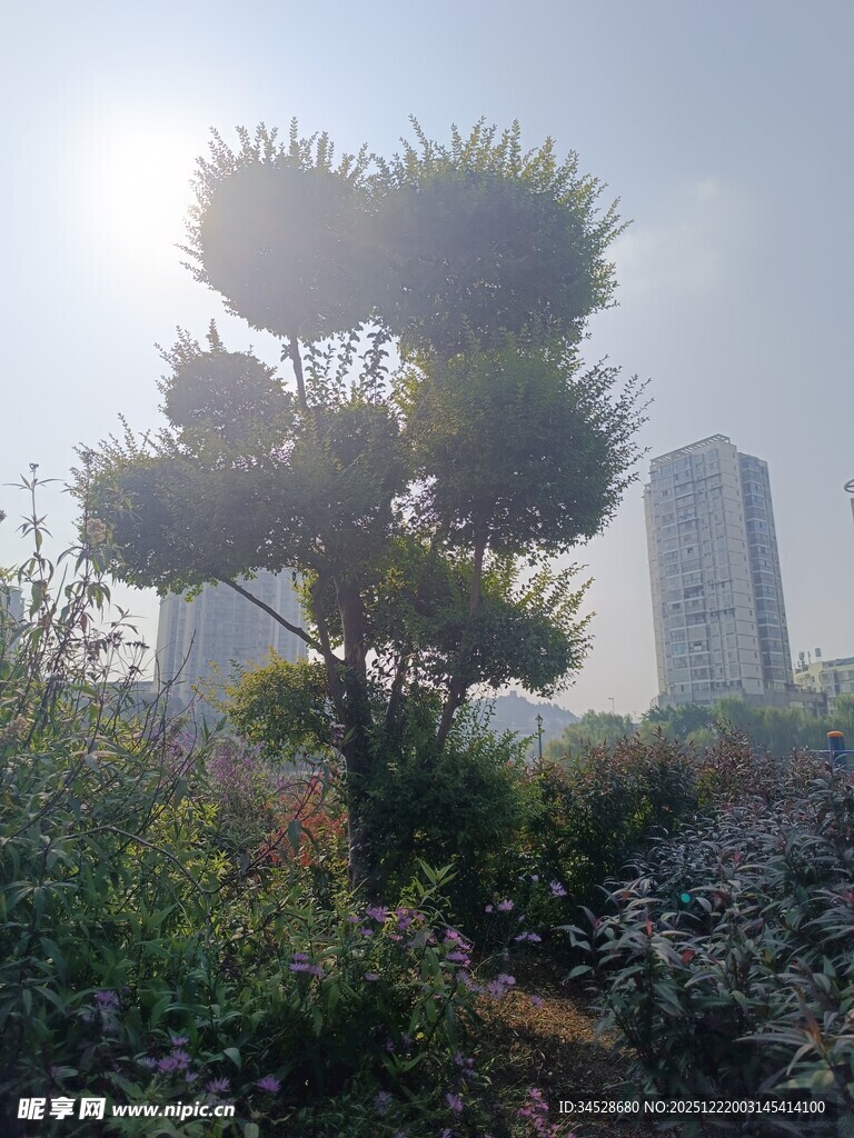 城市中阳光下的挺拔树木