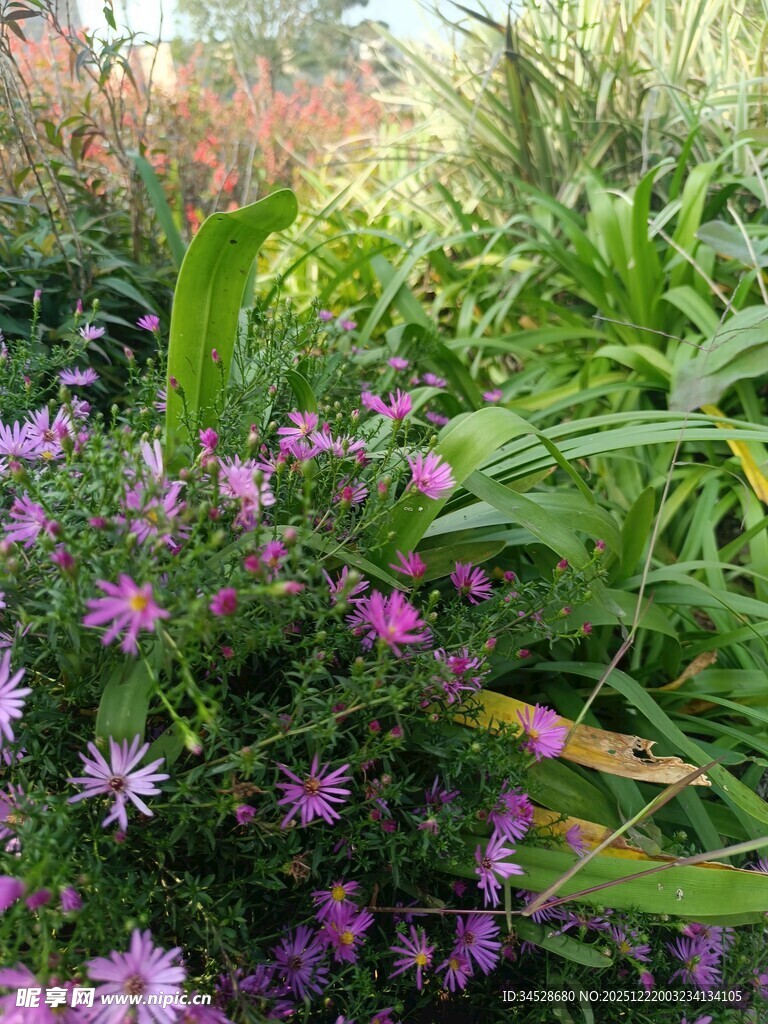 美丽花丛中的紫色小花