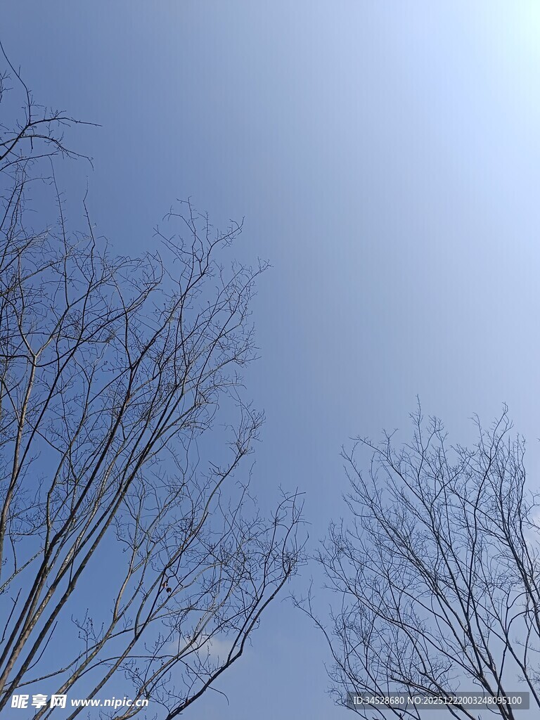 冬日光秃树枝与晴朗天空