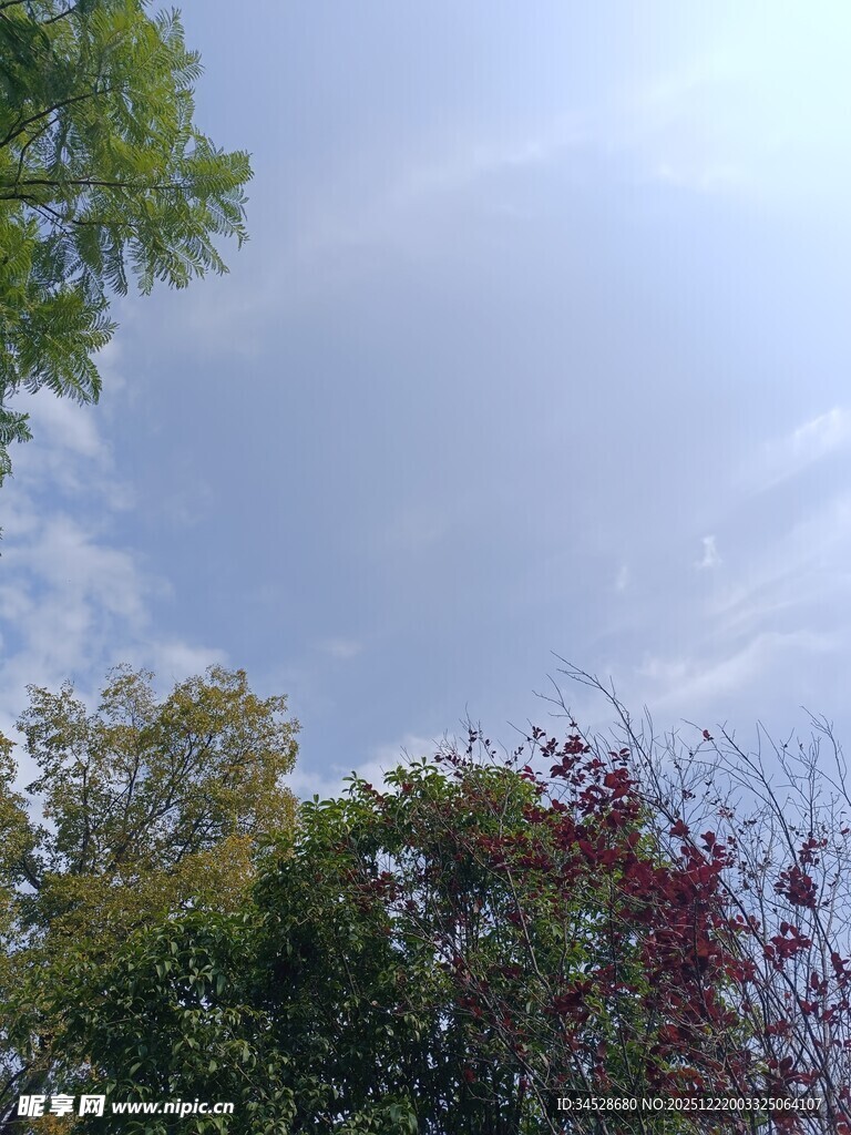 林间天空 