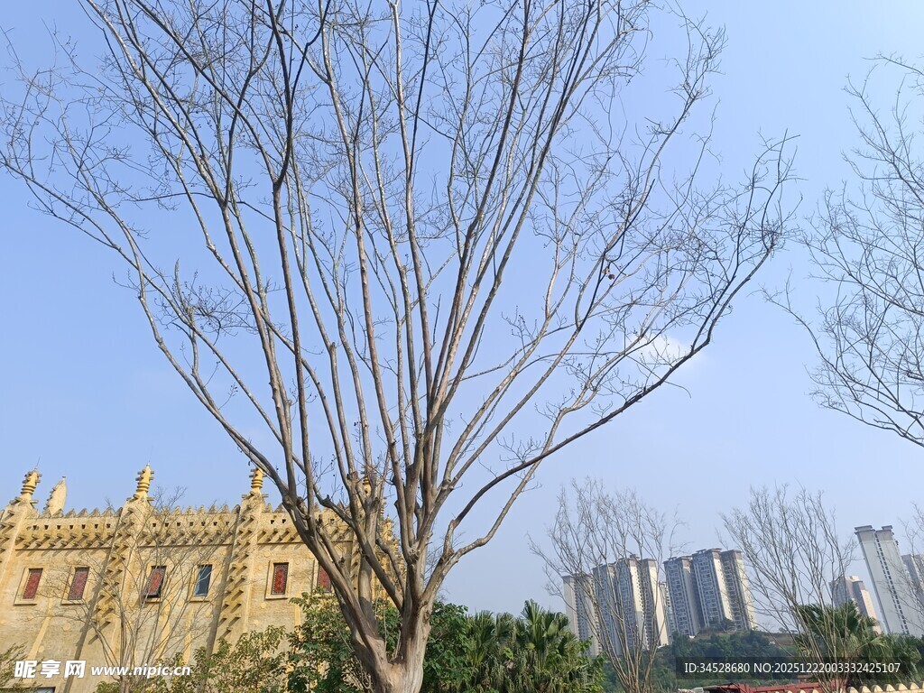 冬日枯树与城市建筑景观