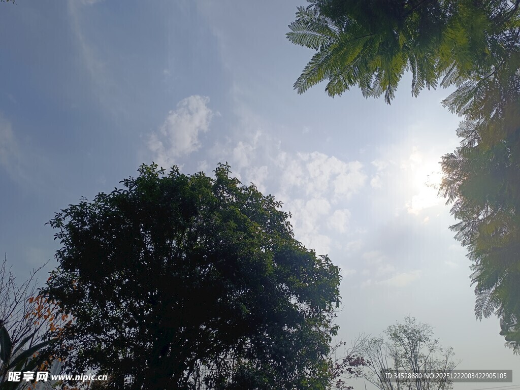 阳光下的绿树与蓝天