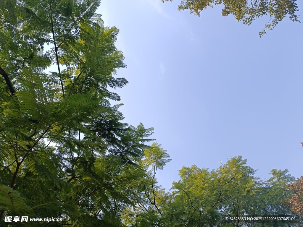 仰视葱郁树林与蓝天