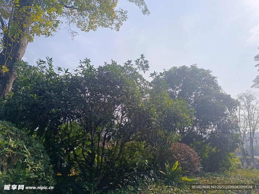 阳光照耀下的繁茂树林