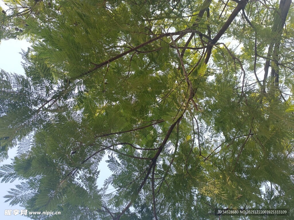 仰视翠绿繁茂的松树枝叶