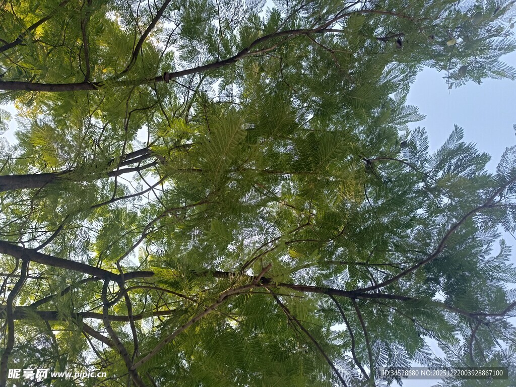 仰视葱郁树枝与蓝天