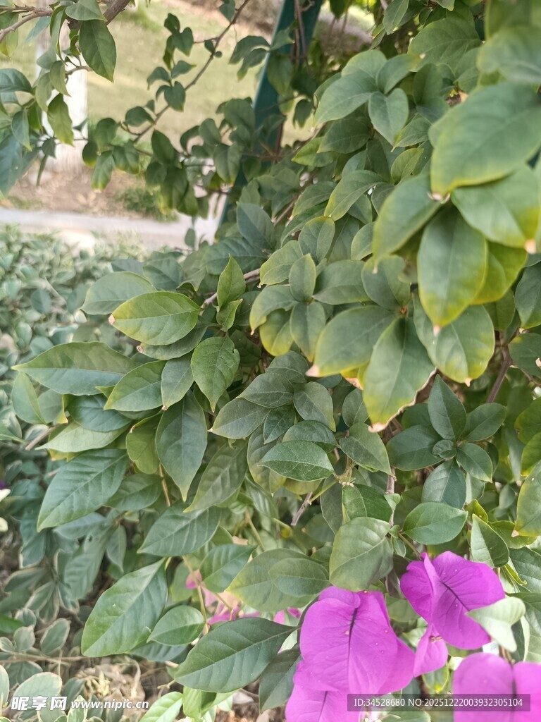 绿叶间绽放的艳丽三角梅