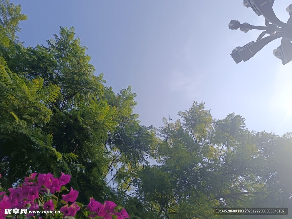 阳光下的繁花绿树美景