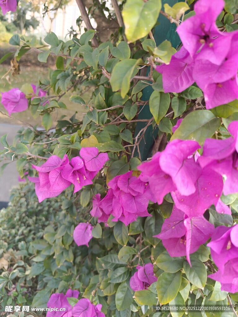 娇艳三角梅绽放于枝头