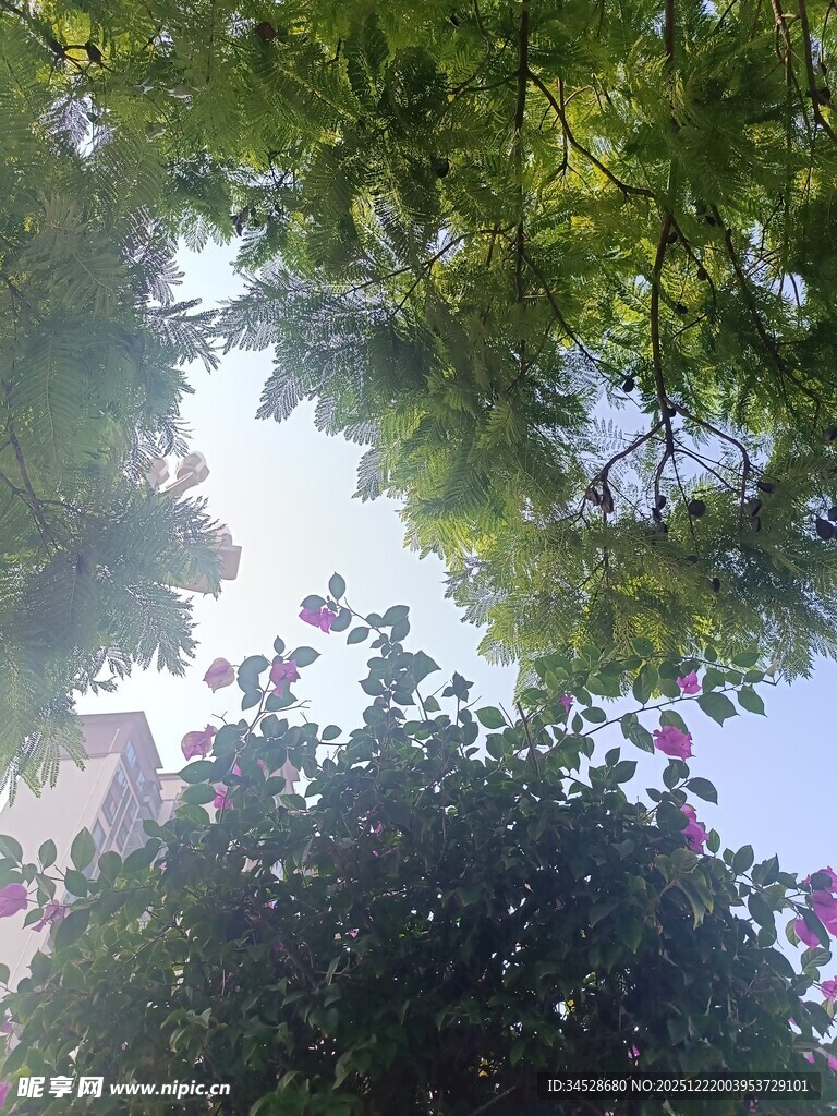 仰视繁茂绿树与繁花