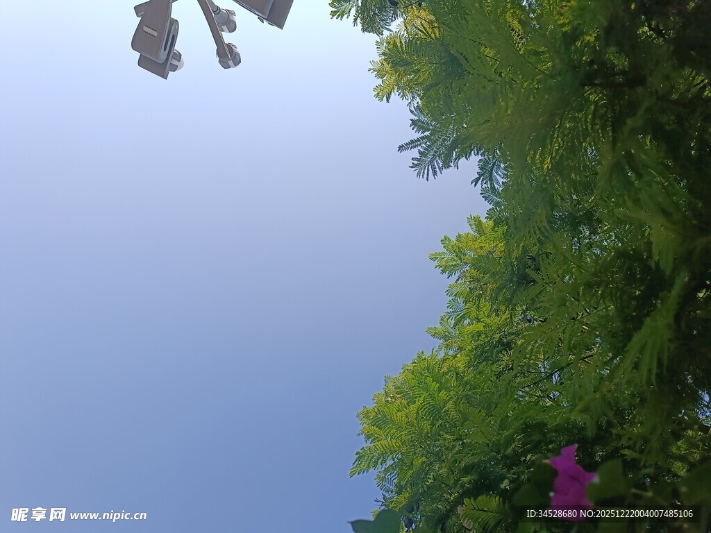 仰视绿树繁花蓝天